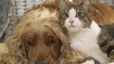 Americans' poor health is now hurting the pets in whom the seek comfort, authorities warn