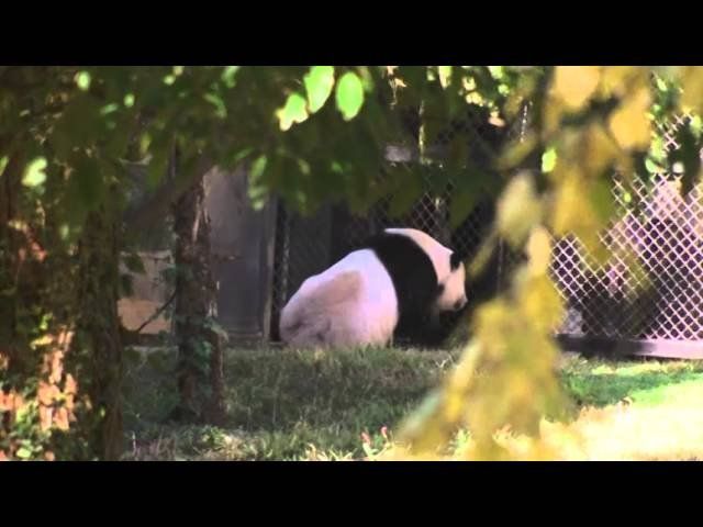 Raw: DC’s National Zoo reopens to cheers