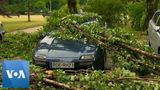 Trees Downed, Cars Damaged in Heavy Storms in Poland