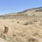 Three adults, 5 children found shot to death in rural Utah home
