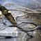 Scientists Voice Opposition to Changes in US Endangered Species Act