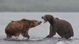 Federal plan would reintroduce grizzly bears to Washington’s Cascade mountains