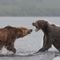 Federal plan would reintroduce grizzly bears to Washington’s Cascade mountains