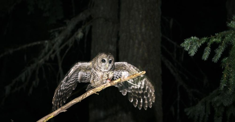 Lawmakers ask Interior Sec. Burgum to halt plan to kill barred owls to protect spotted owls