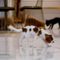 Pet stores in New York will be banned from selling pets under new law