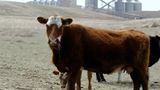 Montana, Wyoming sue federal government over coal production ban