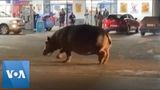 Hippo Takes Stroll Through South African Town