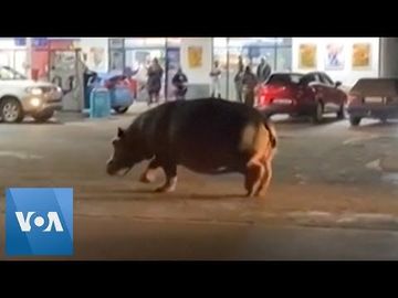 Hippo Takes Stroll Through South African Town