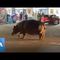 Hippo Takes Stroll Through South African Town