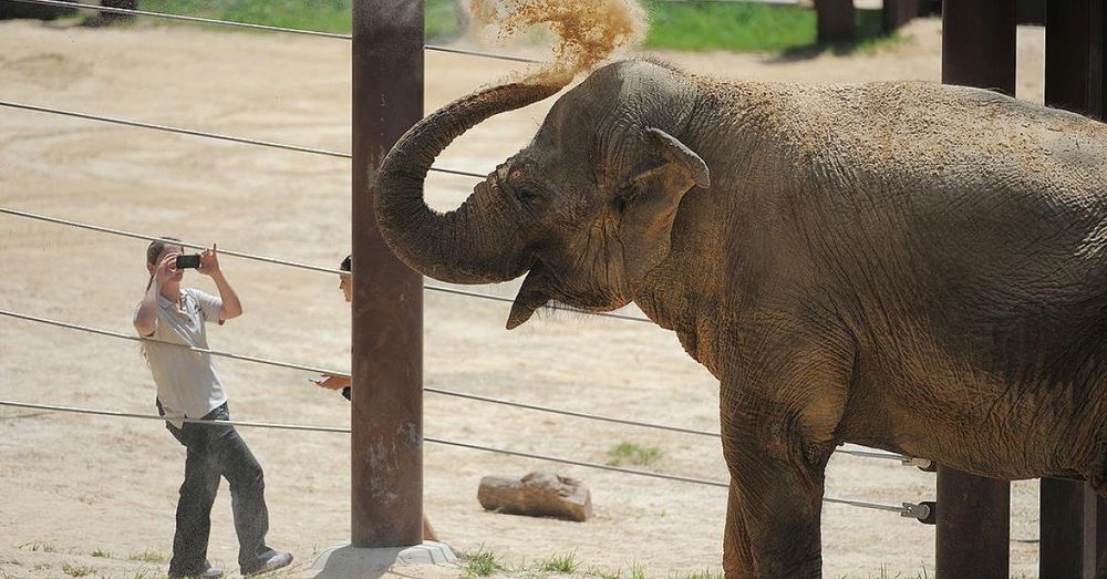 National Zoo euthanizes Kamala, its longtime Asian elephant, for 'poor long-term prognosis'