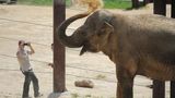 National Zoo euthanizes Kamala, its longtime Asian elephant, for 'poor long-term prognosis'