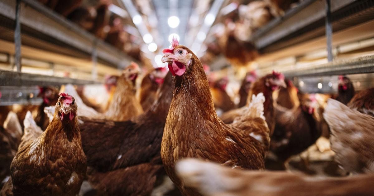 Connecticut egg farm fire kills 100,000 chickens, officials say - Real America's Voice News