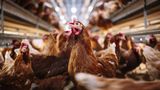 Prices soar as avian flu hits one-in-10 egg-laying hens nationwide