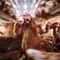 Prices soar as avian flu hits one-in-10 egg-laying hens nationwide