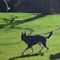 Joe Biden's dog attacked Secret Service multiple times, memos show