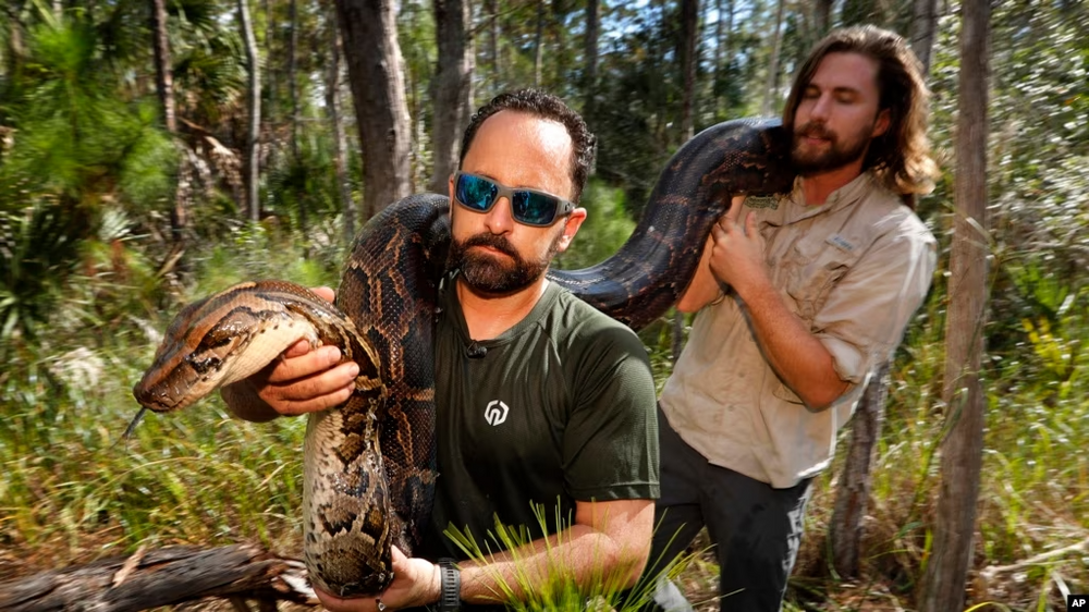 Burmese Pythons, Other Invasive Animals, Devour the Competition in Florida