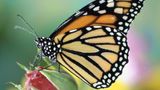 Major conservation group says monarch butterfly is officially endangered