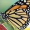 Major conservation group says monarch butterfly is officially endangered