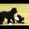 Raw video: White House unveils new Obama dog, Sunny