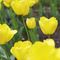 The 2019 White House Spring Garden Tours