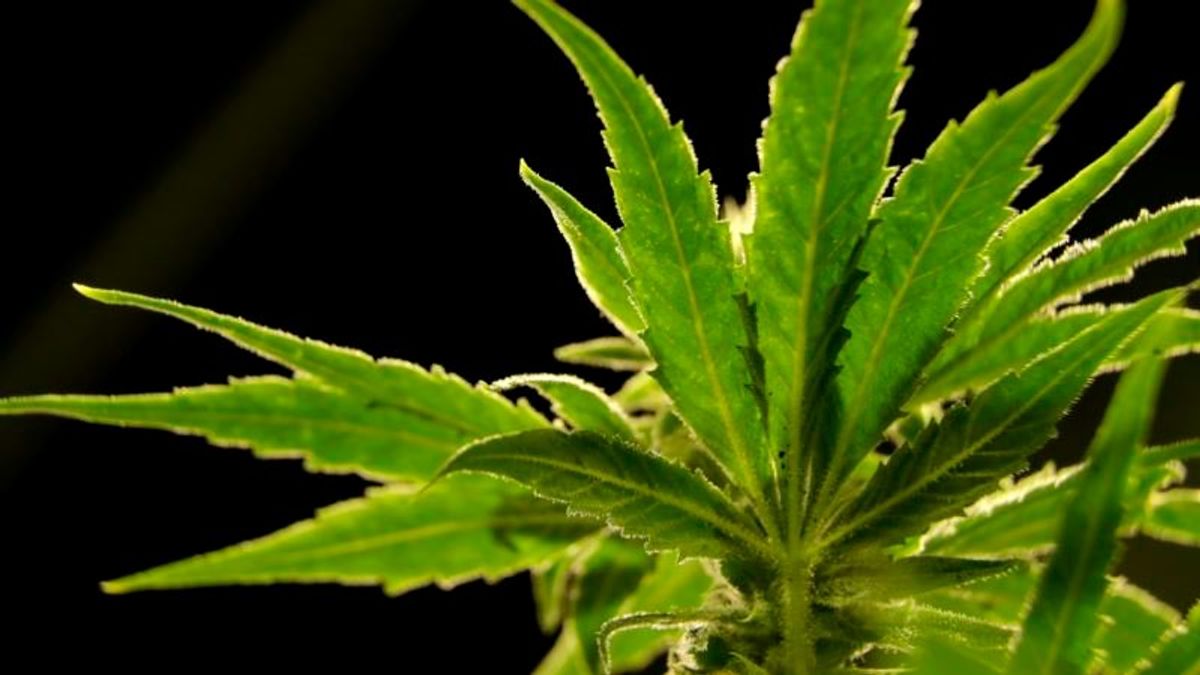 Illinois Governor Announces Plan to Legalize Marijuana