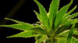 Illinois Governor Announces Plan to Legalize Marijuana 