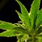 Illinois Governor Announces Plan to Legalize Marijuana 