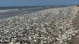 Thousands of dead fish wash up on Texas beach