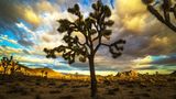 Joshua trees growing for over 100 years will be cleared for solar farm in California