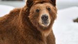 Woman found dead near Yellowstone after grizzly bear encounter