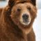 Woman faces federal charges after getting too close to Yellowstone grizzly bear