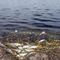 Toxic red tide hits Florida beaches ahead of spring break