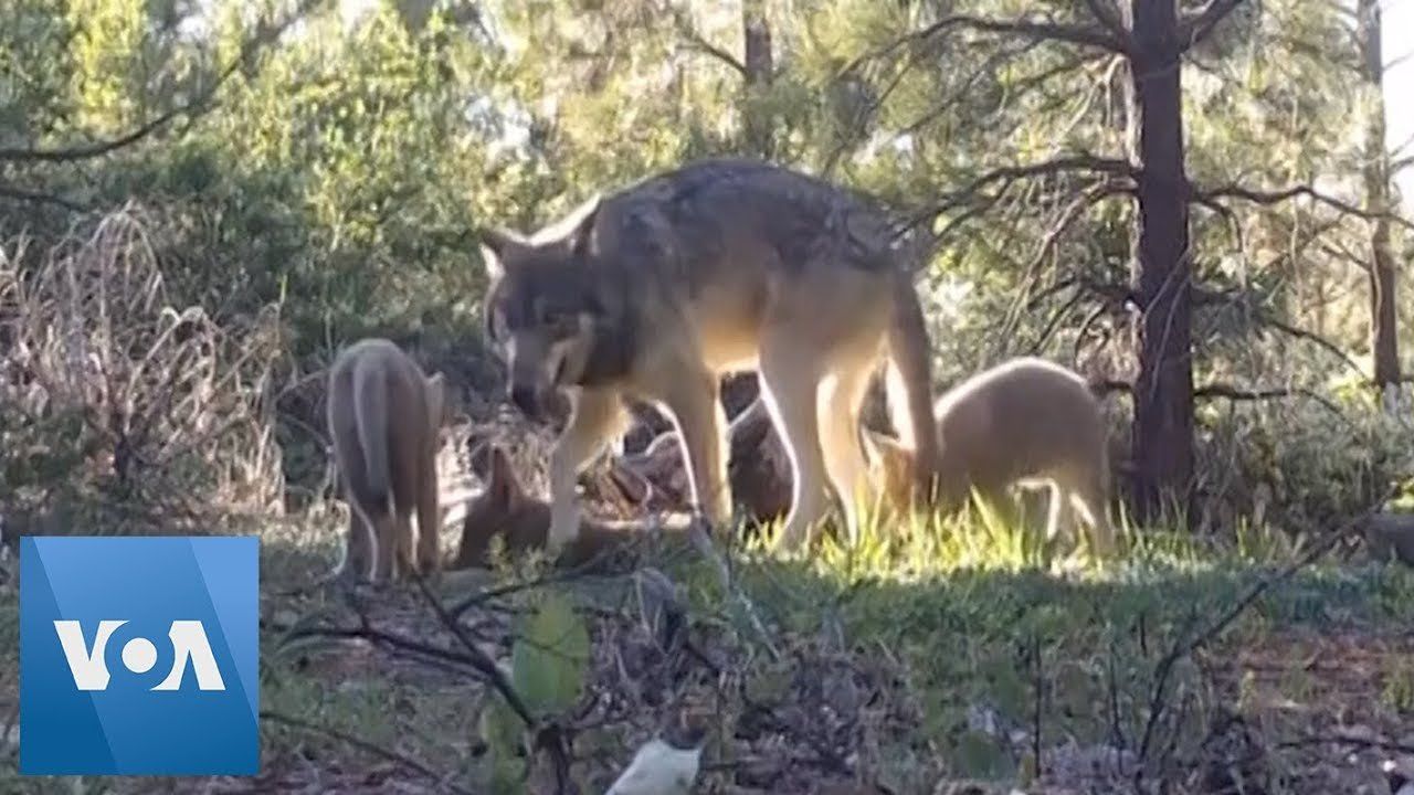 Last California Gray Wolf Pack Grows With Three New Pups - Real America