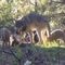 Last California Gray Wolf Pack Grows With Three New Pups