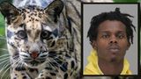 Suspected Dallas Zoo thief admits to stealing animals and wants take more, per affidavits