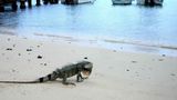 Miami Beach considers 'dead or alive' bounty on invasive iguanas