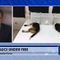 Fauci Under Fire