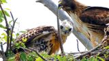 Trump Administration Moves Ahead on Removing Bird Protections
