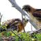Trump Administration Moves Ahead on Removing Bird Protections