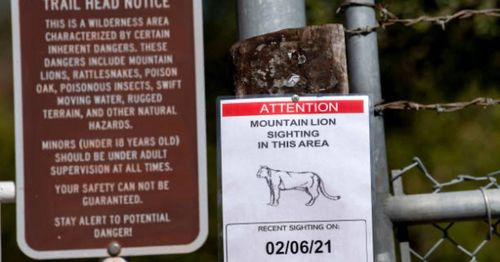 Colorado Democrats seek to ban mountain lion, bobcat hunting