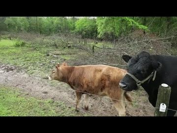 Farming the Old Fashioned Way in Arkansas