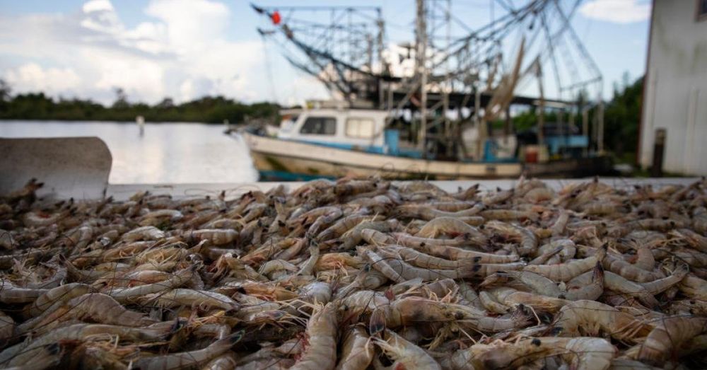 US taxpayer dollars have supported foreign competition of domestic shrimpers