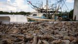 US taxpayer dollars have supported foreign competition of domestic shrimpers