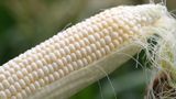 U.S. trade negotiators continue to wrestle with Mexico over GMO corn