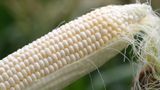 Corn growers join lawsuit against EPA over emissions mandates