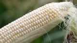 Unexpected decree from Mexico stings U.S. corn producers