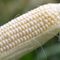 Unexpected decree from Mexico stings U.S. corn producers