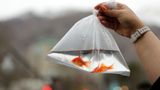 Giant goldfish turn up in Minnesota waterways, prompting pleas to citizens not to dump their pets