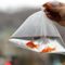 Giant goldfish turn up in Minnesota waterways, prompting pleas to citizens not to dump their pets