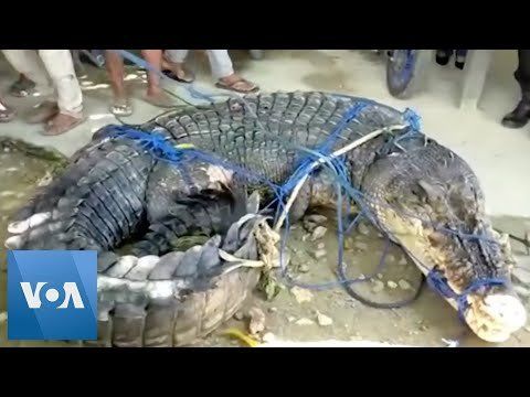 Massive Crocodile Suspected of Killing People Captured in Indonesia